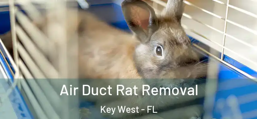 Air Duct Rat Removal Key West - FL