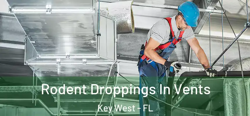 Rodent Droppings In Vents Key West - FL